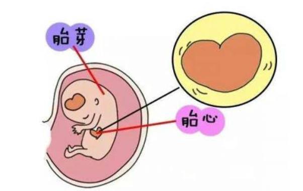 试管囊胚移植几天能测出来怀孕_试管移植囊胚第九天试纸图片_试管移植囊胚成功案例