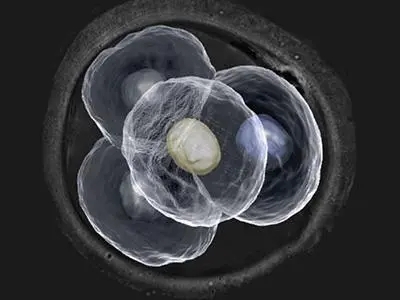 Թֲ14hcgձ_ֲʮһhcgѪֵǶ_Թֲ14hcg