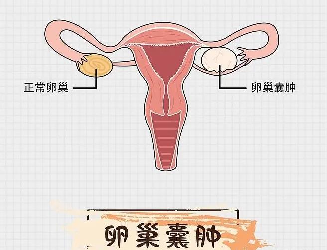 移植囊胚24小时着床_试管囊胚几天着床_移植囊胚着床会流血吗