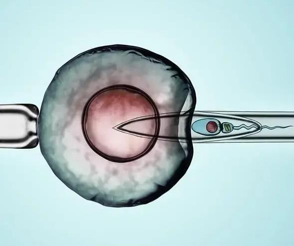 试管囊胚分化成两个胚胎的几率_囊胚 4aa几率_囊胚6bb是优质胚胎吗