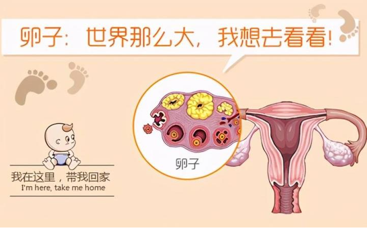 3代试管婴儿的大概费用_第三代试管价格_中国3代试管多少钱