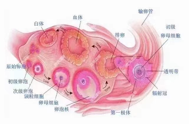 供卵试管婴儿的程序_重庆三代试管供卵_供卵试管需要多少钱