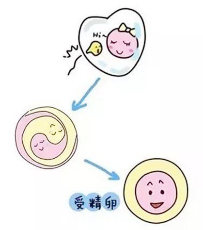 试管人工周期需要多少天可以移植_试管冻胚移植周期_试管解冻人工周期流程