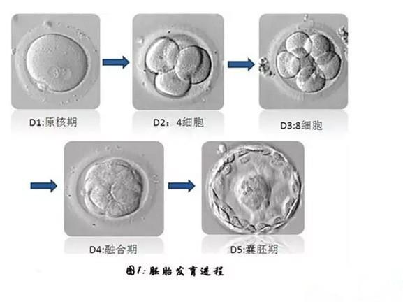 试管移植囊胚几天着床_试管移植着床过程视频_试管移植多少天着床