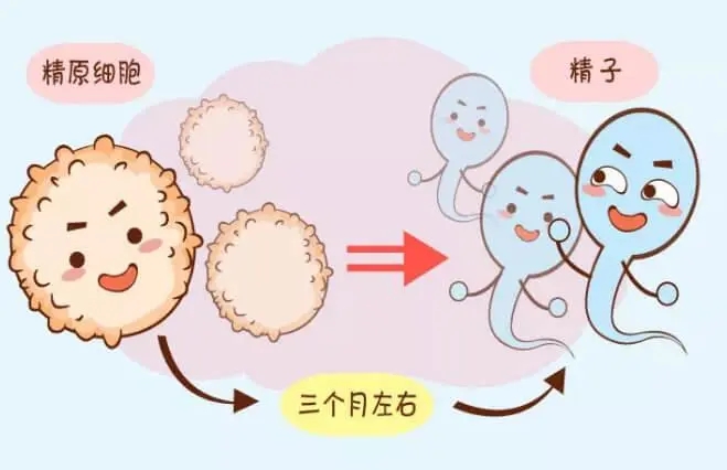 胚胎直接冷冻好还是养囊好_试管成功怀孕后_试管养囊成功后会冷冻起来吗