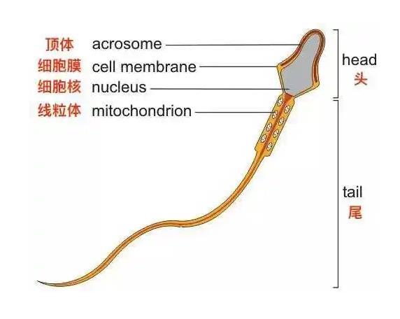 供卵试管成功率_供卵试管妈妈有奶给孩子吃吗_上海试管供卵助孕