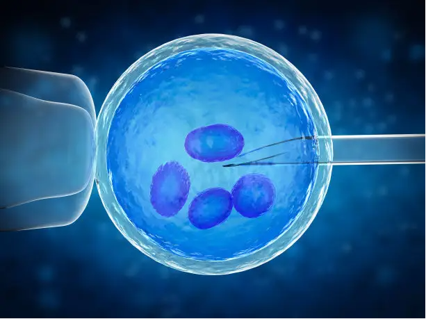试管囊胚移植几天着床_试管囊胚的成功率_试管移植囊胚几天着床