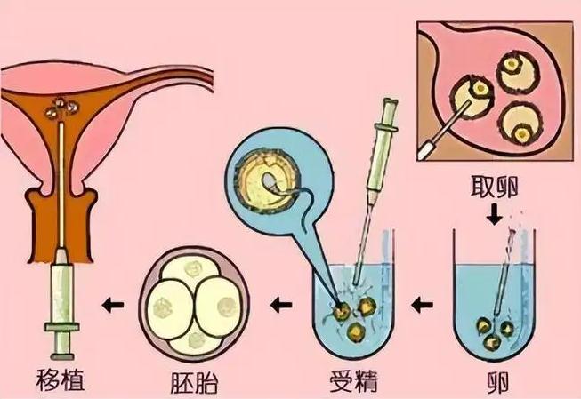囊胚移植3天验出来_试管囊胚几天可以测出来_试管囊胚成功率高吗