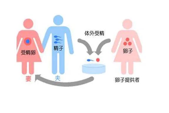 石家庄供卵试管_供卵试管成功经历_供卵试管婴儿的危害