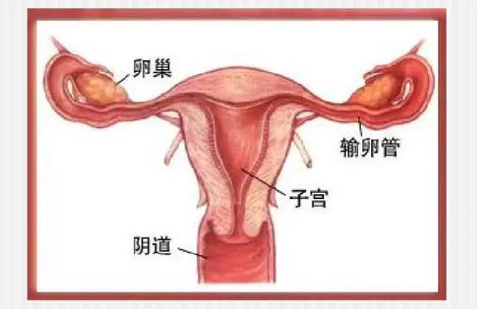 试管移植成功后多久验一次血_试管移植后肚皮痒成功_试管移植成功的十个征兆